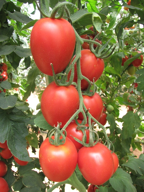 Indeterminate Roma tomato 851-960 p2